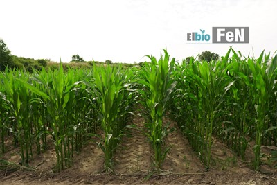 Doświadczenie w kukurydzy z zastosowaniem Elbio FEN